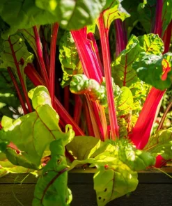 300 Ruby Red Swiss Chard Seeds - Beta Vulgaris Cicla - Vegetable Seeds - Image 7
