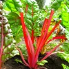 300 Ruby Red Swiss Chard Seeds - Beta Vulgaris Cicla - Vegetable Seeds - Image 1
