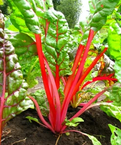 300 Ruby Red Swiss Chard Seeds - Beta Vulgaris Cicla - Vegetable Seeds - Image 1