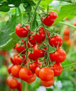 300 Small Red Cherry Tomato Seeds - Lycopersicon Lycopersicum Vegetable - Image 2