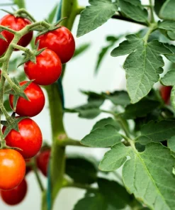 300 Small Red Cherry Tomato Seeds - Lycopersicon Lycopersicum Vegetable - Image 3