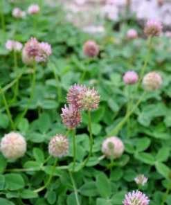 300 Strawberry Headed Clover Seeds - Trifolium Fragiferum Pink Flower - Image 2