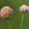 300 Strawberry Headed Clover Seeds - Trifolium Fragiferum Pink Flower - Image 1