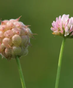 300 Strawberry Headed Clover Seeds - Trifolium Fragiferum Pink Flower - Image 1