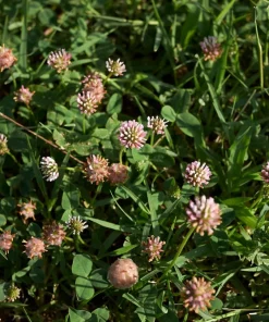 300 Strawberry Headed Clover Seeds - Trifolium Fragiferum Pink Flower - Image 3