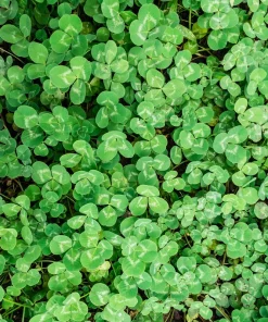 300 Strawberry Headed Clover Seeds - Trifolium Fragiferum Pink Flower - Image 4