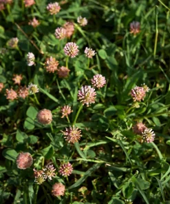 300 Strawberry Headed Clover Seeds - Trifolium Fragiferum Pink Flower - Image 5