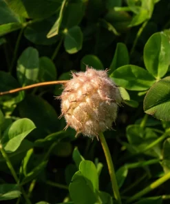 300 Strawberry Headed Clover Seeds - Trifolium Fragiferum Pink Flower - Image 6