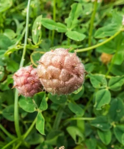 300 Strawberry Headed Clover Seeds - Trifolium Fragiferum Pink Flower - Image 7