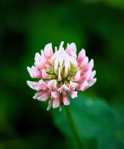 300 Strawberry Headed Clover Seeds - Trifolium Fragiferum Pink Flower - Image 8
