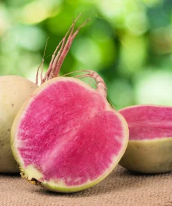 300 Watermelon Radish Seeds - Beauty Heart Pink White Vegetable - Image 2