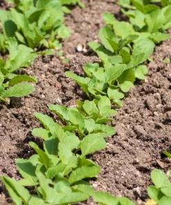 300 Watermelon Radish Seeds - Beauty Heart Pink White Vegetable - Image 5