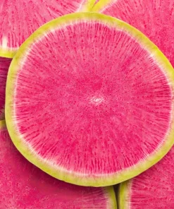 300 Watermelon Radish Seeds - Beauty Heart Pink White Vegetable - Image 9