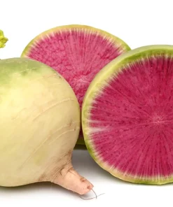 300 Watermelon Radish Seeds - Beauty Heart Pink White Vegetable - Image 1