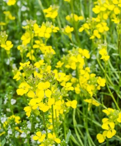 300 White Egg Turnip Vegetable Seeds - Brassica Rapa - Image 10