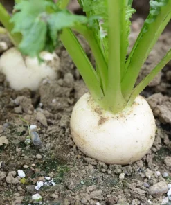 300 White Egg Turnip Vegetable Seeds - Brassica Rapa - Image 2