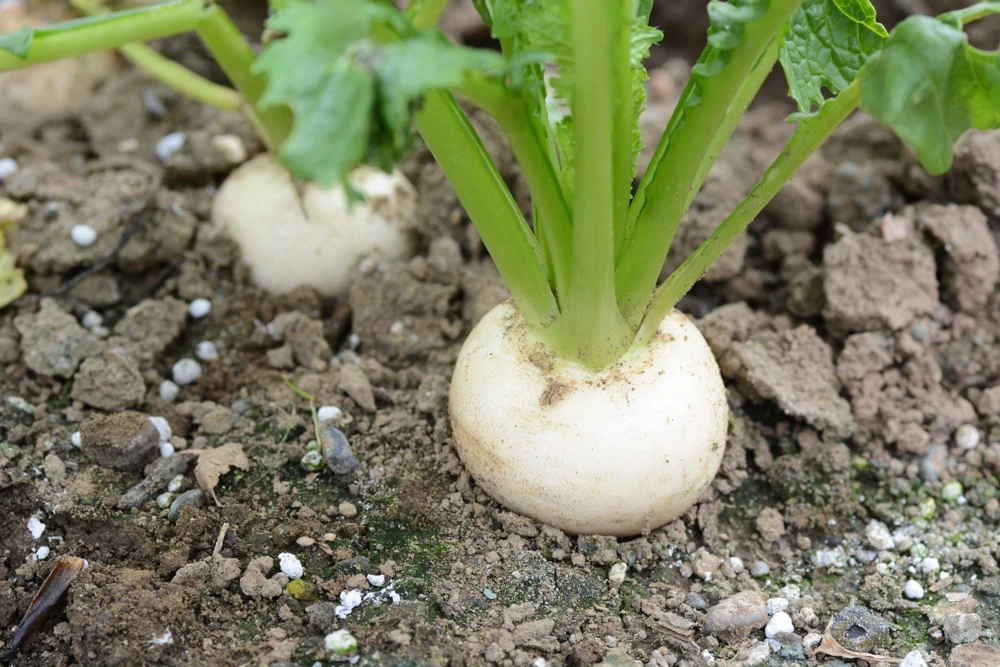 300 White Egg Turnip Vegetable Seeds - Brassica Rapa - Image 2