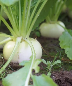 300 White Egg Turnip Vegetable Seeds - Brassica Rapa - Image 3