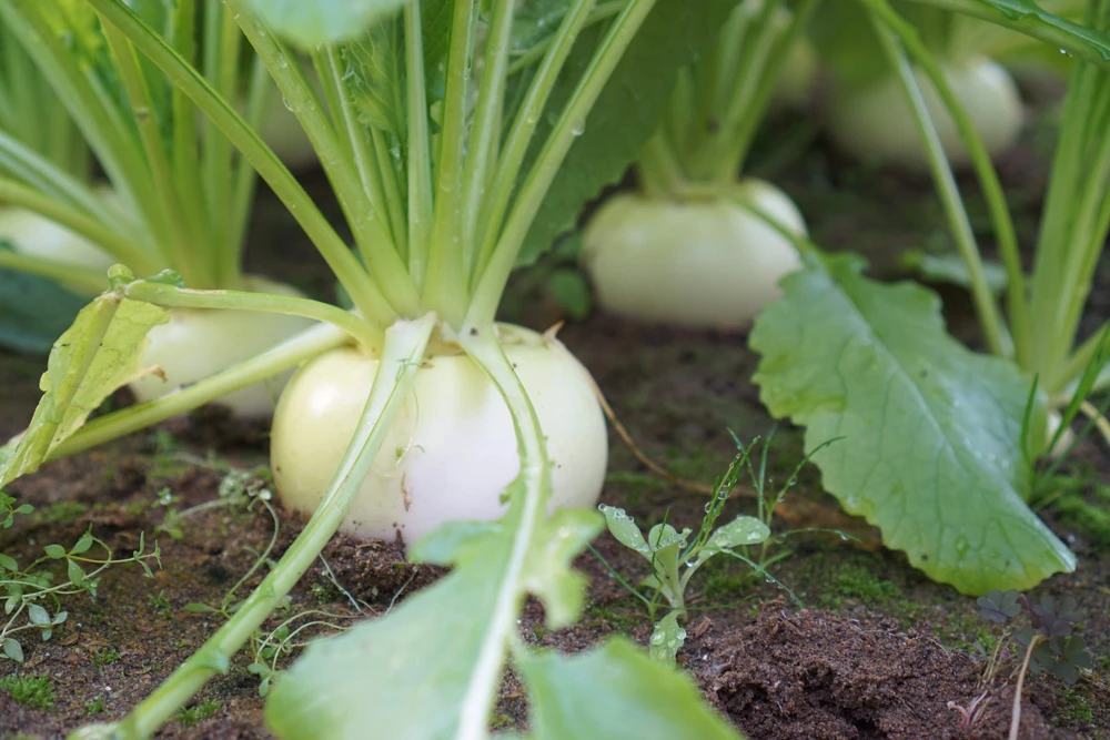 300 White Egg Turnip Vegetable Seeds - Brassica Rapa - Image 3