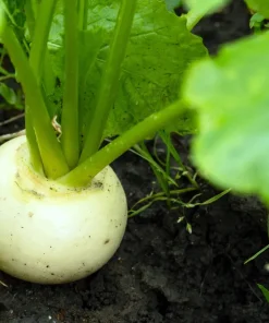 300 White Egg Turnip Vegetable Seeds - Brassica Rapa - Image 4