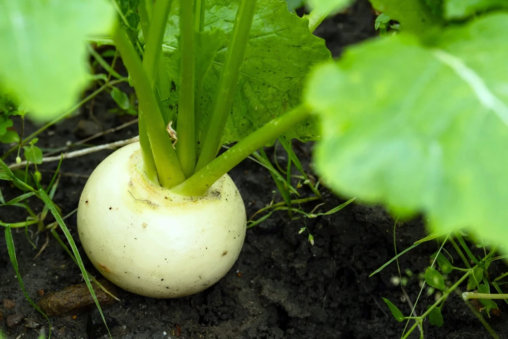 300 White Egg Turnip Vegetable Seeds - Brassica Rapa - Image 4