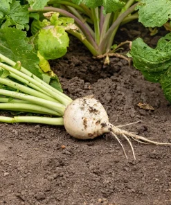 300 White Egg Turnip Vegetable Seeds - Brassica Rapa - Image 5