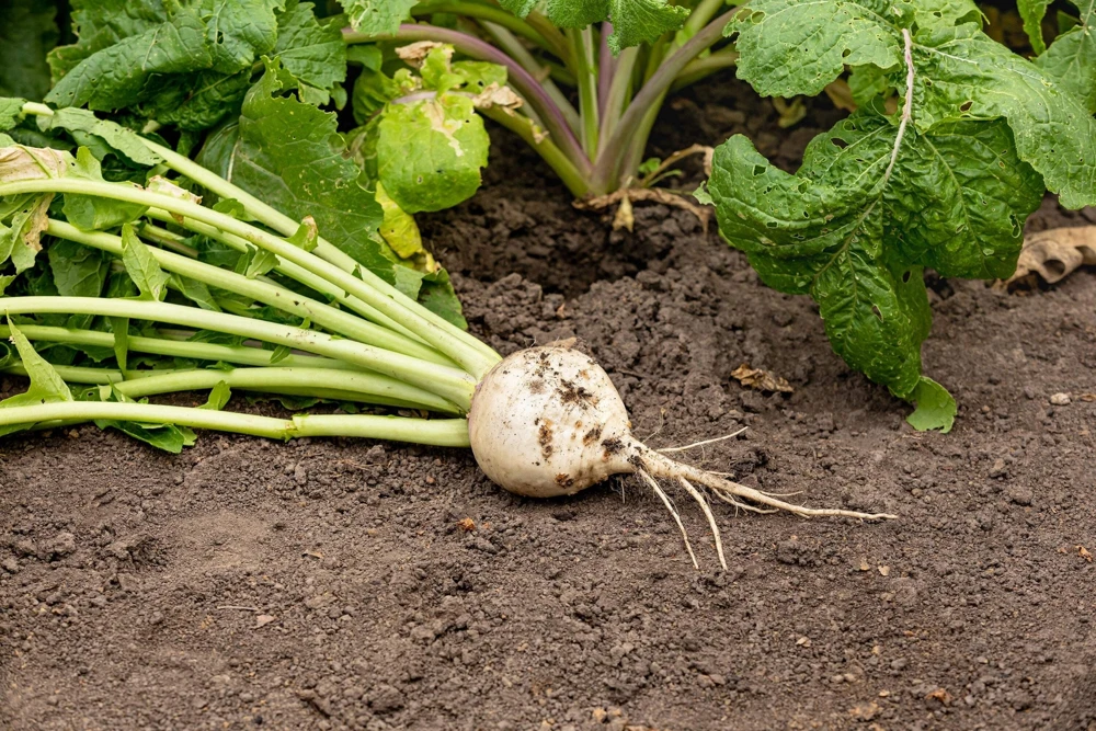 300 White Egg Turnip Vegetable Seeds - Brassica Rapa - Image 5