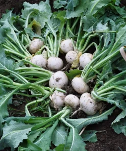 300 White Egg Turnip Vegetable Seeds - Brassica Rapa - Image 6