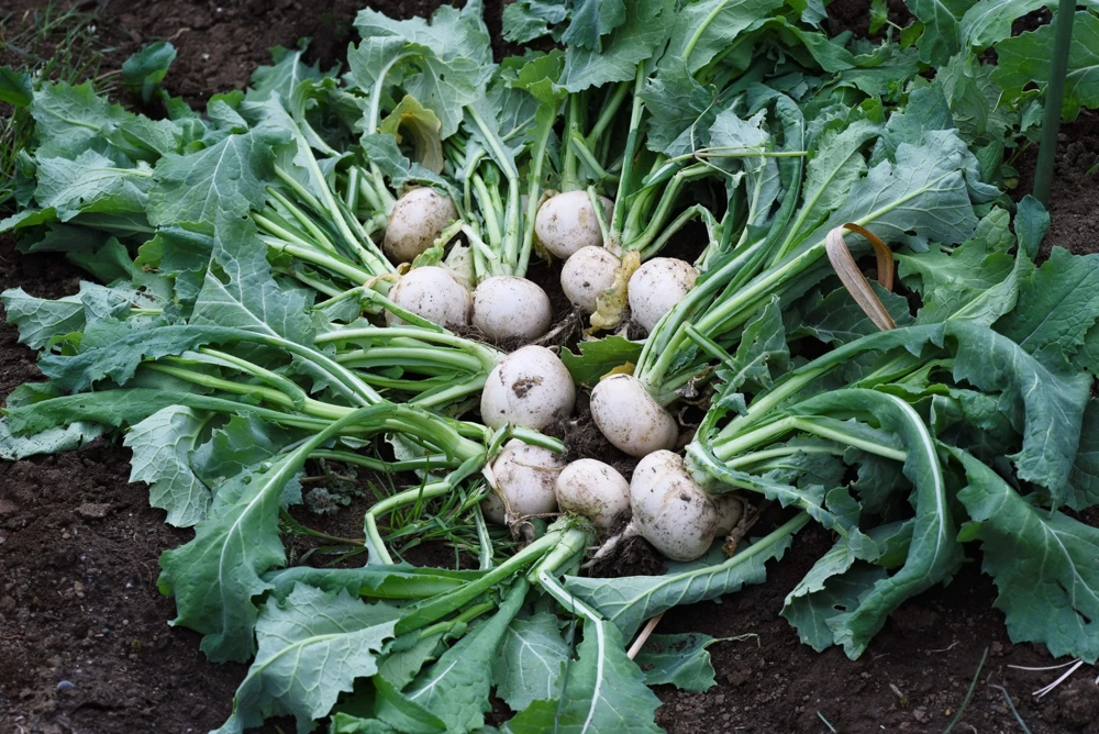 300 White Egg Turnip Vegetable Seeds - Brassica Rapa - Image 6