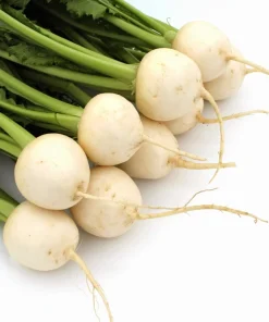 300 White Egg Turnip Vegetable Seeds - Brassica Rapa - Image 8