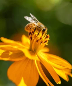 300 Yellow Sulphur Cosmos Bipinnatus Flower Seeds – Annual Flower - Image 3