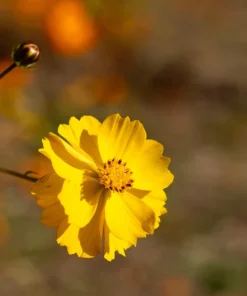 300 Yellow Sulphur Cosmos Bipinnatus Flower Seeds – Annual Flower - Image 4