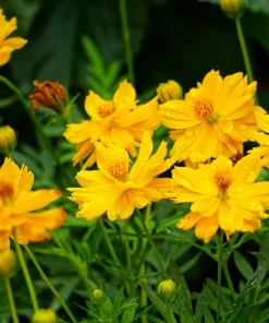 300 Yellow Sulphur Cosmos Bipinnatus Flower Seeds – Annual Flower - Image 5