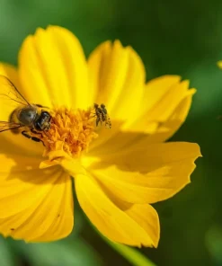 300 Yellow Sulphur Cosmos Bipinnatus Flower Seeds – Annual Flower - Image 7