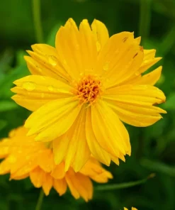 300 Yellow Sulphur Cosmos Bipinnatus Flower Seeds – Annual Flower - Image 8