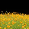 300 Yellow Sulphur Cosmos Bipinnatus Flower Seeds – Annual Flower - Image 1