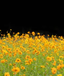 300 Yellow Sulphur Cosmos Bipinnatus Flower Seeds – Annual Flower - Image 1