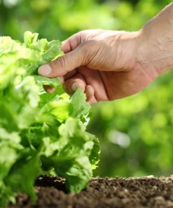 3000 Black Seeded Simpson LEAF LETTUCE Lactuca Sativa Vegetable Seeds - Image 10