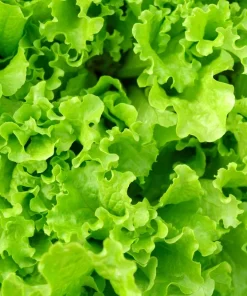 3000 Black Seeded Simpson LEAF LETTUCE Lactuca Sativa Vegetable Seeds - Image 2