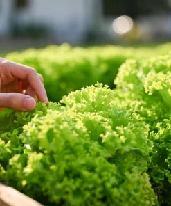3000 Black Seeded Simpson LEAF LETTUCE Lactuca Sativa Vegetable Seeds - Image 3