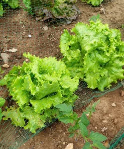 3000 Black Seeded Simpson LEAF LETTUCE Lactuca Sativa Vegetable Seeds - Image 4