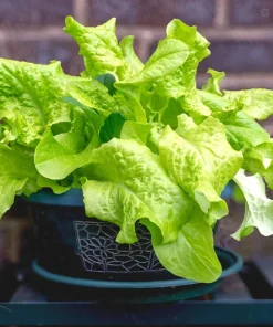 3000 Black Seeded Simpson LEAF LETTUCE Lactuca Sativa Vegetable Seeds - Image 5