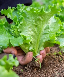 3000 Black Seeded Simpson LEAF LETTUCE Lactuca Sativa Vegetable Seeds - Image 6