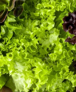 3000 Black Seeded Simpson LEAF LETTUCE Lactuca Sativa Vegetable Seeds - Image 7