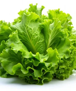 3000 Black Seeded Simpson LEAF LETTUCE Lactuca Sativa Vegetable Seeds - Image 8