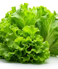 3000 Black Seeded Simpson LEAF LETTUCE Lactuca Sativa Vegetable Seeds - Image 9