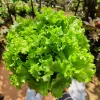 3000 Black Seeded Simpson LEAF LETTUCE Lactuca Sativa Vegetable Seeds - Image 1