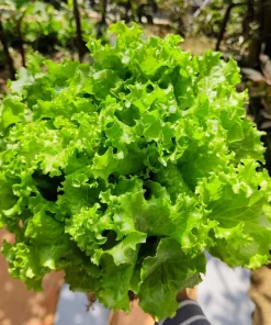 3000 Black Seeded Simpson LEAF LETTUCE Lactuca Sativa Vegetable Seeds - Image 1