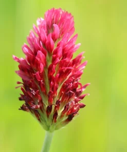 3000 Crimson Clover Flower Seeds - Trifolium Incarnatum - Annual - Image 10