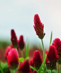 3000 Crimson Clover Flower Seeds - Trifolium Incarnatum - Annual - Image 2